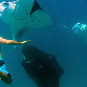 Anantara Dhigu Maldives Resort Maldives Honeymoon Packages Snorkelling With Manta Rays
