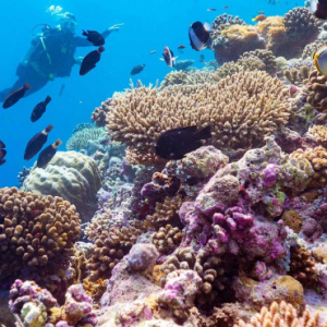 Baglioni Resort Maldives Maldives Honeymoon Packages Scuba Diving