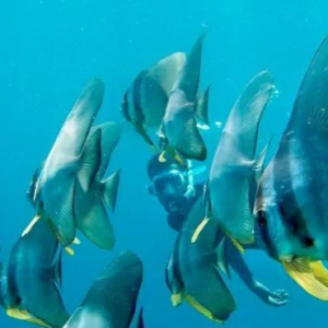Banyan Tree Vabbinfaru Maldives Honeymoon Packages Snorkelling With Batfish
