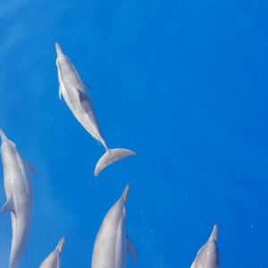 Ayada Maldives Maldives Honeymoon Packages Dolphin Spotting Trip