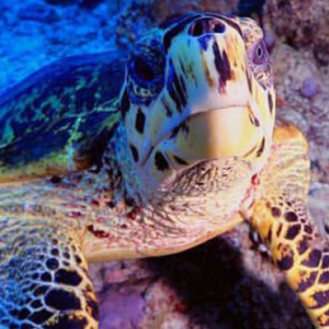 Ayada Maldives Maldives Honeymoon Packages Turtle