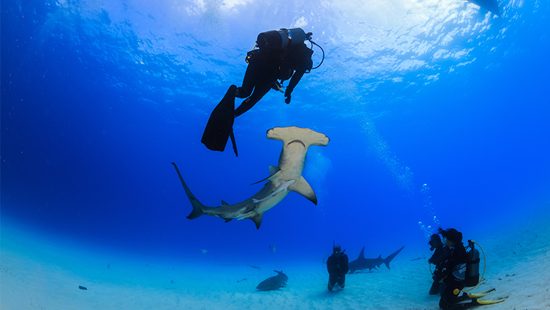 Great Locations for Your Diving Honeymoon - Bahamas