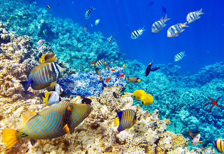 Snorkeling Honeymoon Hotspots - Luxury Honeymoons - Maldives