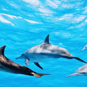 Cinnamon Dhonveli Maldives Maldives Honeymoon Packages Dolphins Excursions