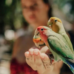 Angsana Velavaru Maldives Honeymoon Packages Bird Feeding