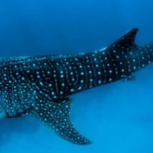 Angsana Velavaru Maldives Honeymoon Packages Whale Shark