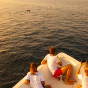 Dhigufaru Island Resort Maldives Honeymoon Packages Dolphin Watching