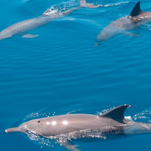 Drift Thelu Veliga Retreat Maldives Honeymoon Packages Dolphin Watching