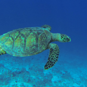 Drift Thelu Veliga Retreat Maldives Honeymoon Packages Turtle In Sea