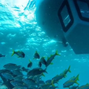 Amilla Fushi Maldives Honeymoon Packages Penguin Experience