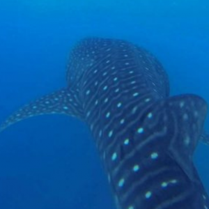 Bandos Maldives Maldives Honeymoon Packages Whale Shark Excursion