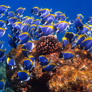 Baros Maldives Maldives Honeymoon Packages Marine Life