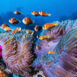 COMO Cocoa Island Maldives Honeymoon Packages Marine Life