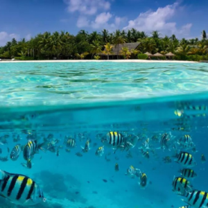 Centara Grand Island Resort And Spa Maldives Maldives Honeymoon Packages Diving