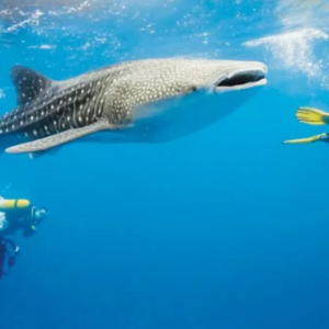 Centara Grand Island Resort And Spa Maldives Maldives Honeymoon Packages Diving1