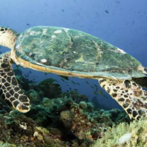 Centara Grand Island Resort And Spa Maldives Maldives Honeymoon Packages Marine Life
