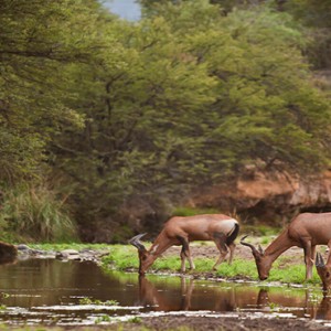Samara Private Game Reserve - Luxury South Africa Honeymoon Packages - wildlife