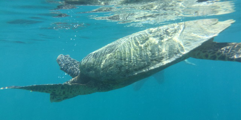 Mathew And Cara's Unforgettable Maldives Honeymoon Coco Palm Bodu Hithi Turtles