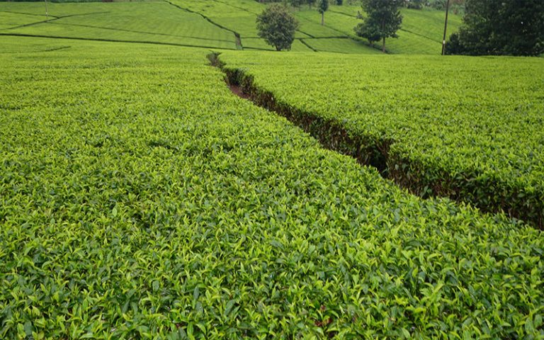 The Most Breathtaking Tea Plantations in the World | Honeymoon Dreams