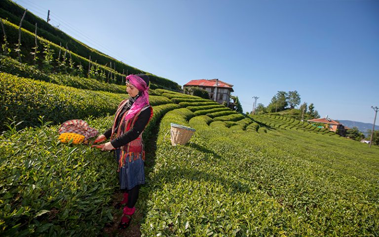 The Most Breathtaking Tea Plantations in the World | Honeymoon Dreams