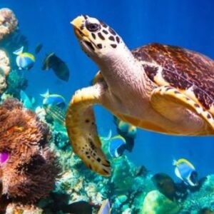 You & Me By Cocoon Maldives Maldives Honeymoon Packages Marine Life