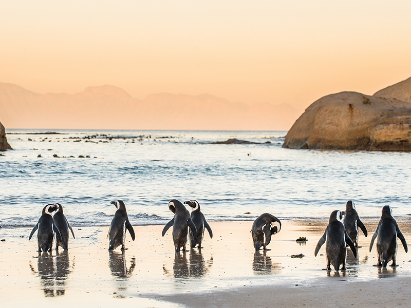 Top 10 Things To Do On Your South Africa Honeymoon Penguins