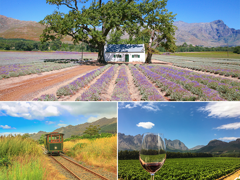 Top 10 Things To Do On Your South Africa Honeymoon Winelands