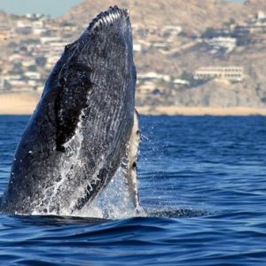Mexico Honeymoon Packages Secrets Puerto Los Cabos Golf & Spa Resort Humpback Whale Rising