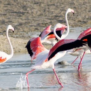 Abu Dubai Honeymoon Packages Jumeirah Al Wathba Flamingos